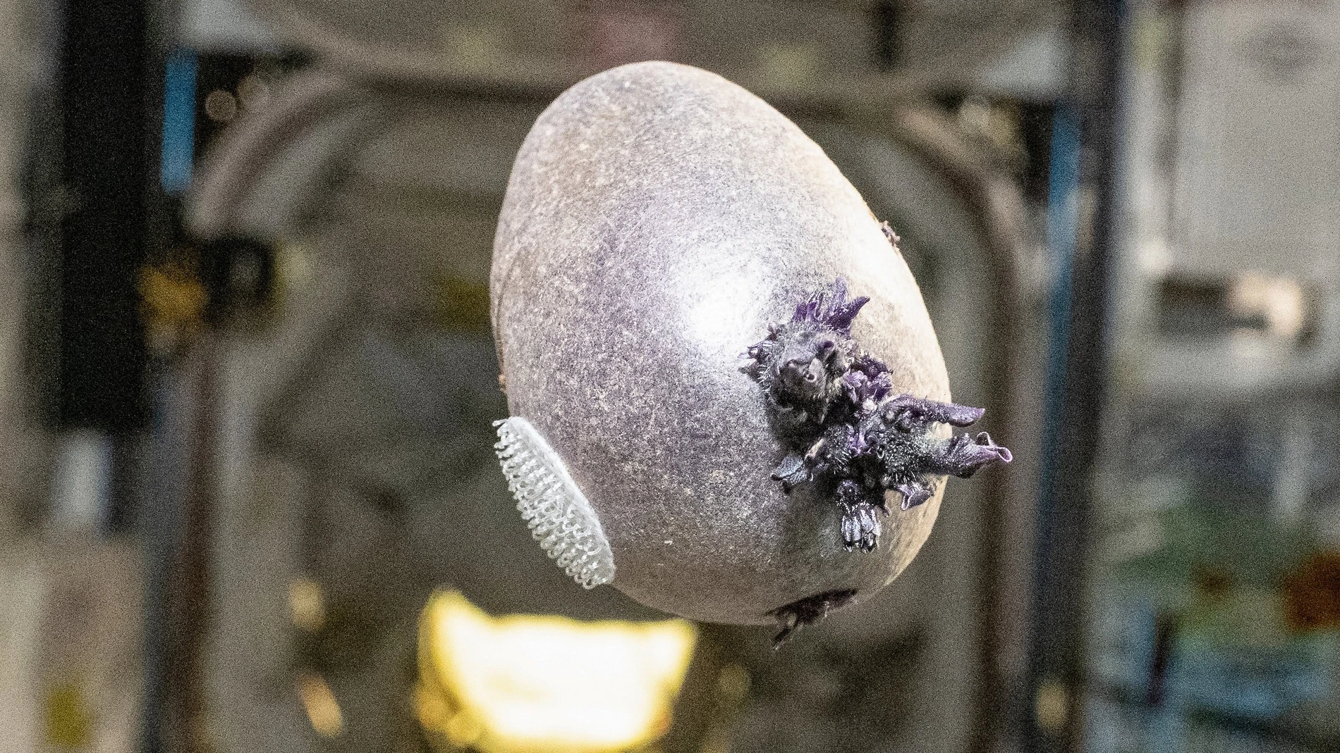 A 70-year-old astronaut grew a space potato on the ISS