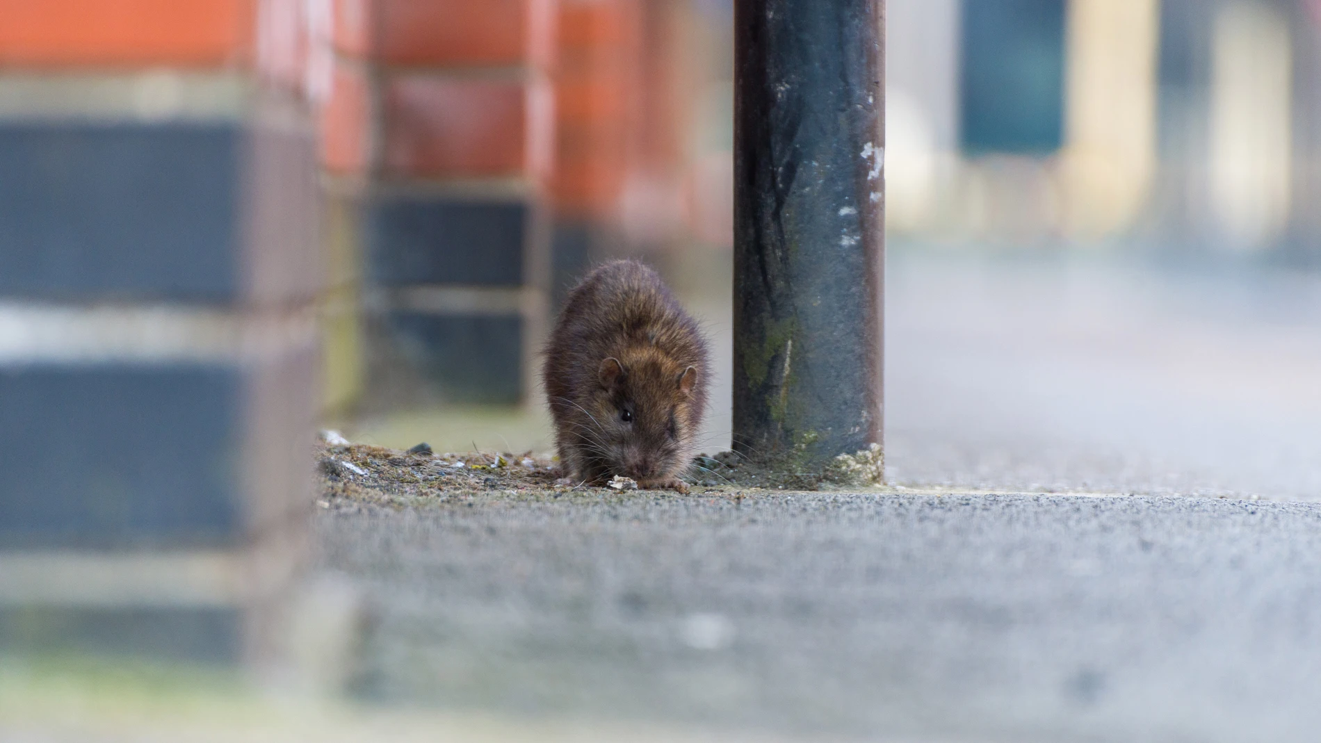 Chemical-resistant rats spread across Europe