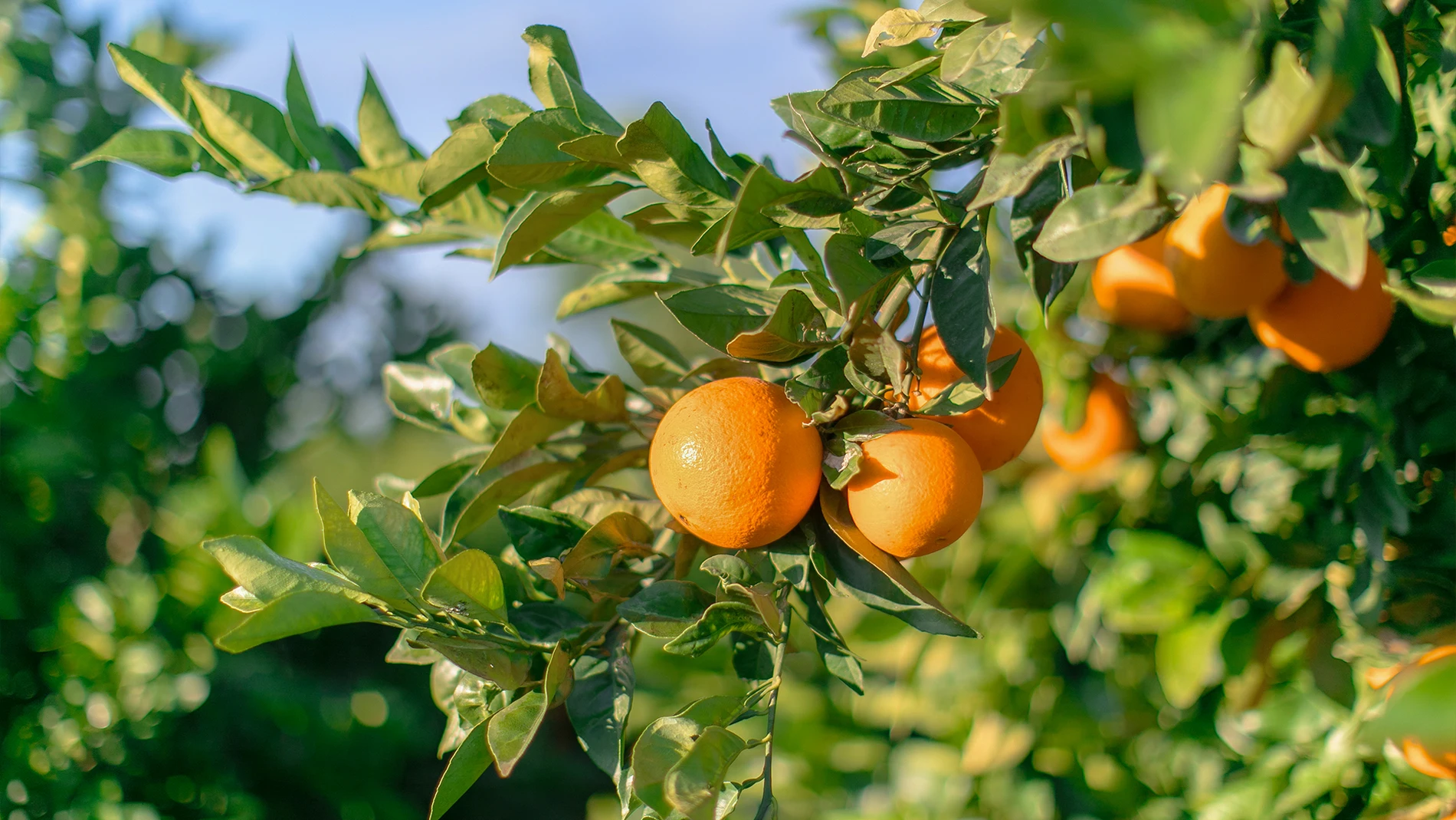 Spain reinforces the alert in the face of the worst threat to citrus fruits