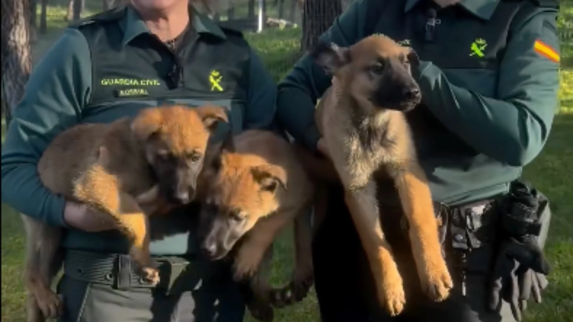 The Civil Guard is looking for homes for puppies that will be police dogs; requirements and deadlines
