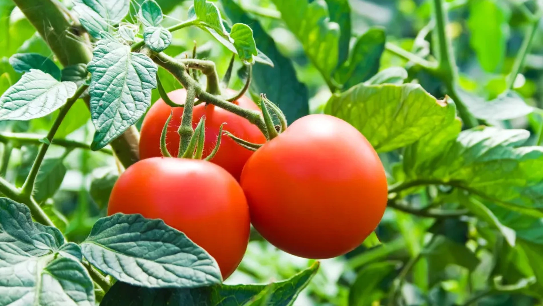 The most common mistake when watering tomatoes that causes downy mildew