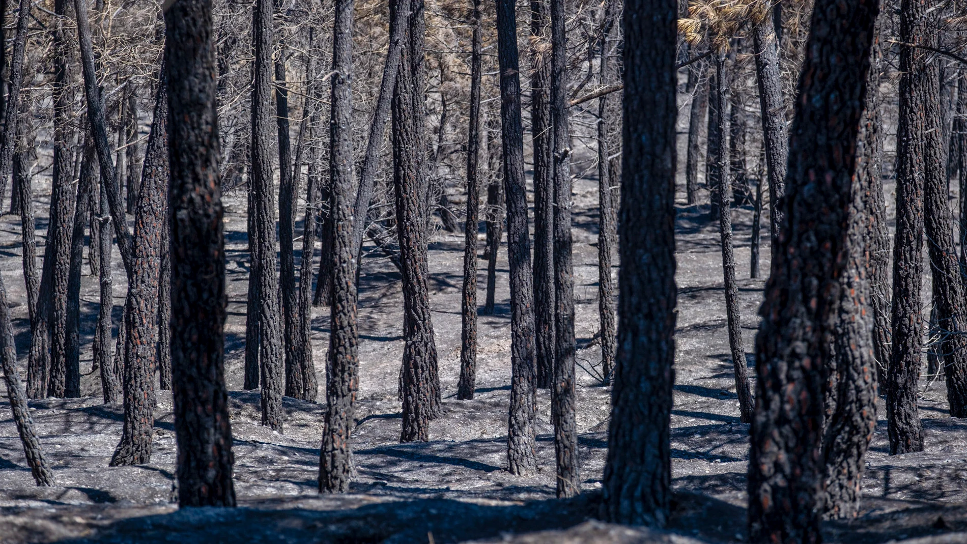 Fire in the Sierra Norte de Guadalajara, live: the fire remains uncontrolled and is already the largest in Castilla-La Mancha with 26,000 hectares destroyed