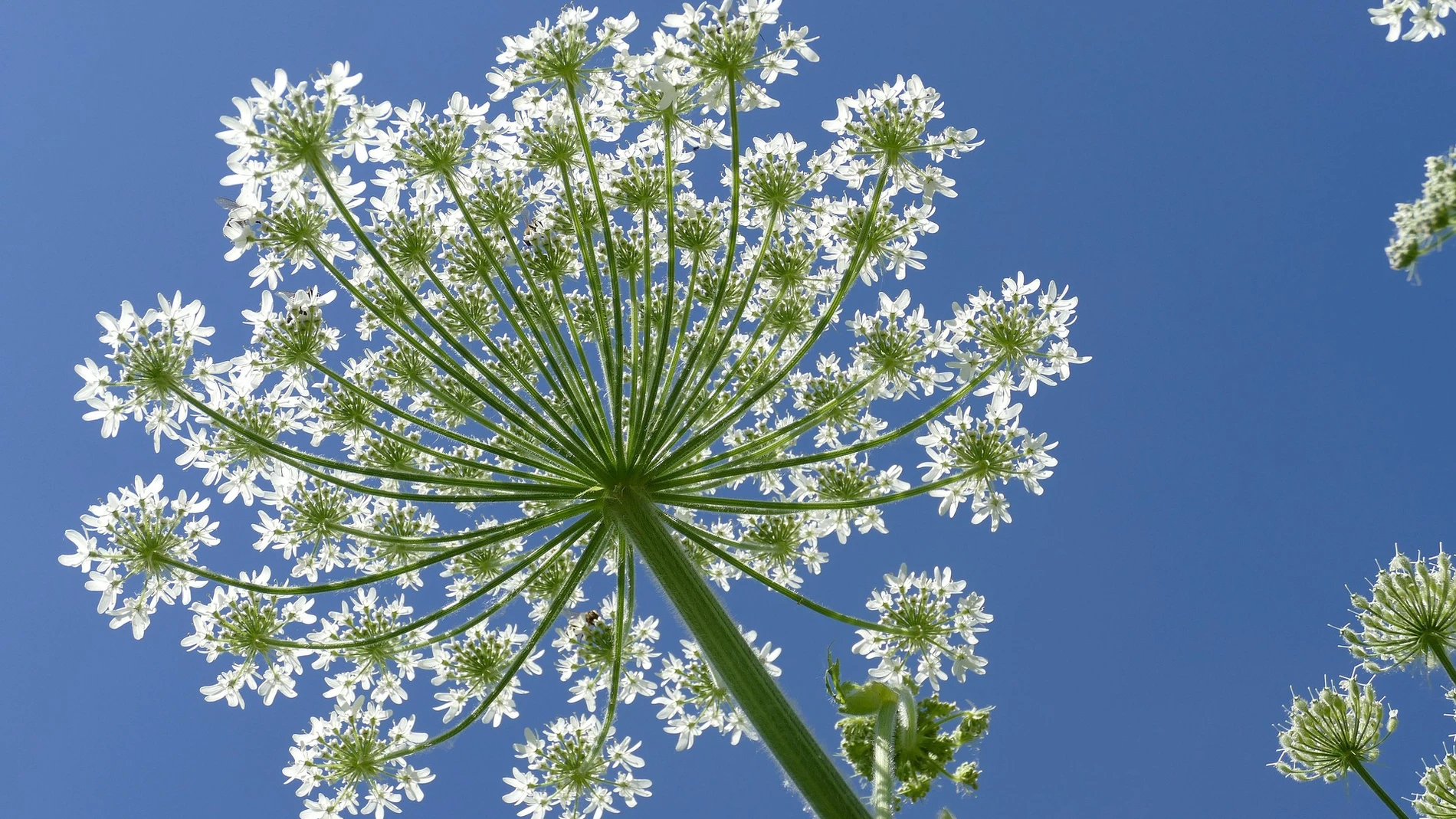 Countdown until another year an invasive species that causes hives, blisters, severe burns and even blindness will bloom in Spain