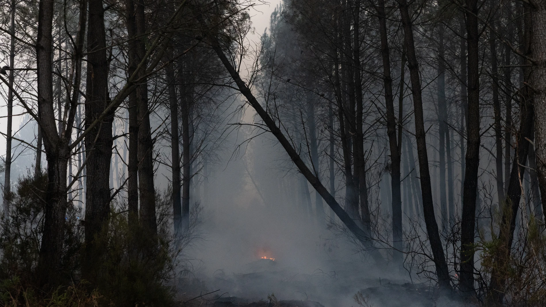Forest fire in Castilla y León, live: last minute of the fire in Ávila