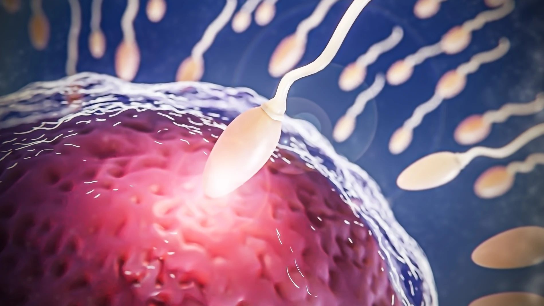 Why is semen of better quality in northern Spain? Science answers