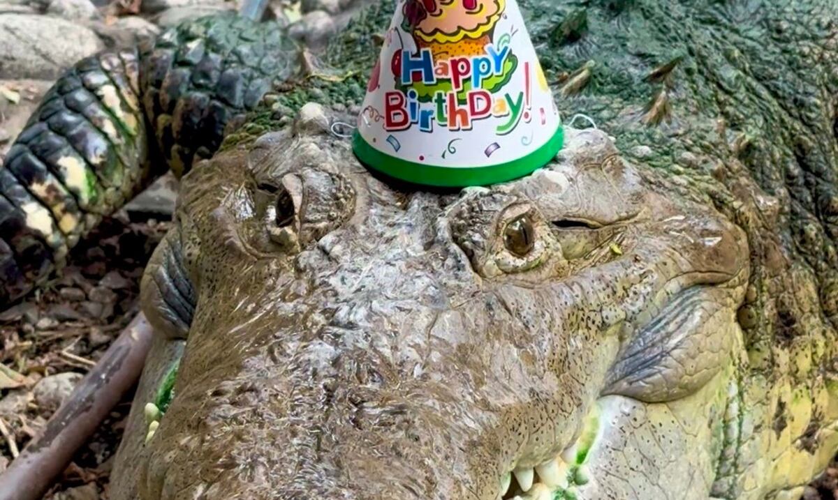 The crocodile Fidel turns 40: this is his life in a zoo in Kazakhstan