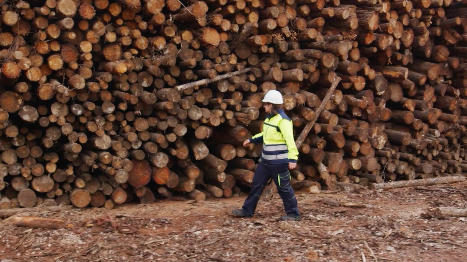 The real firewall is forest management