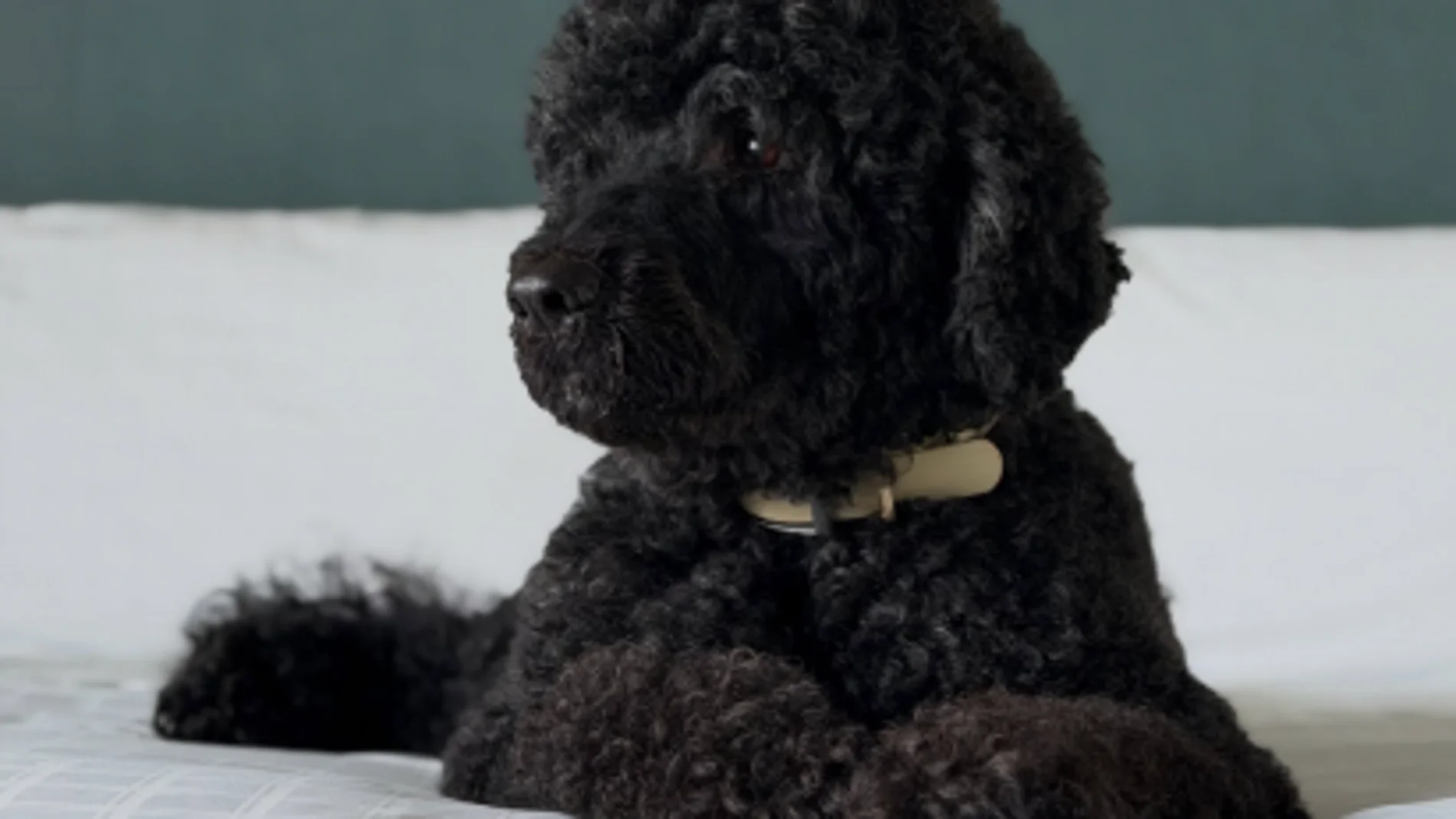 Barack Obama's dog dies: this was Sunny, the pet that came to the White House during his second term