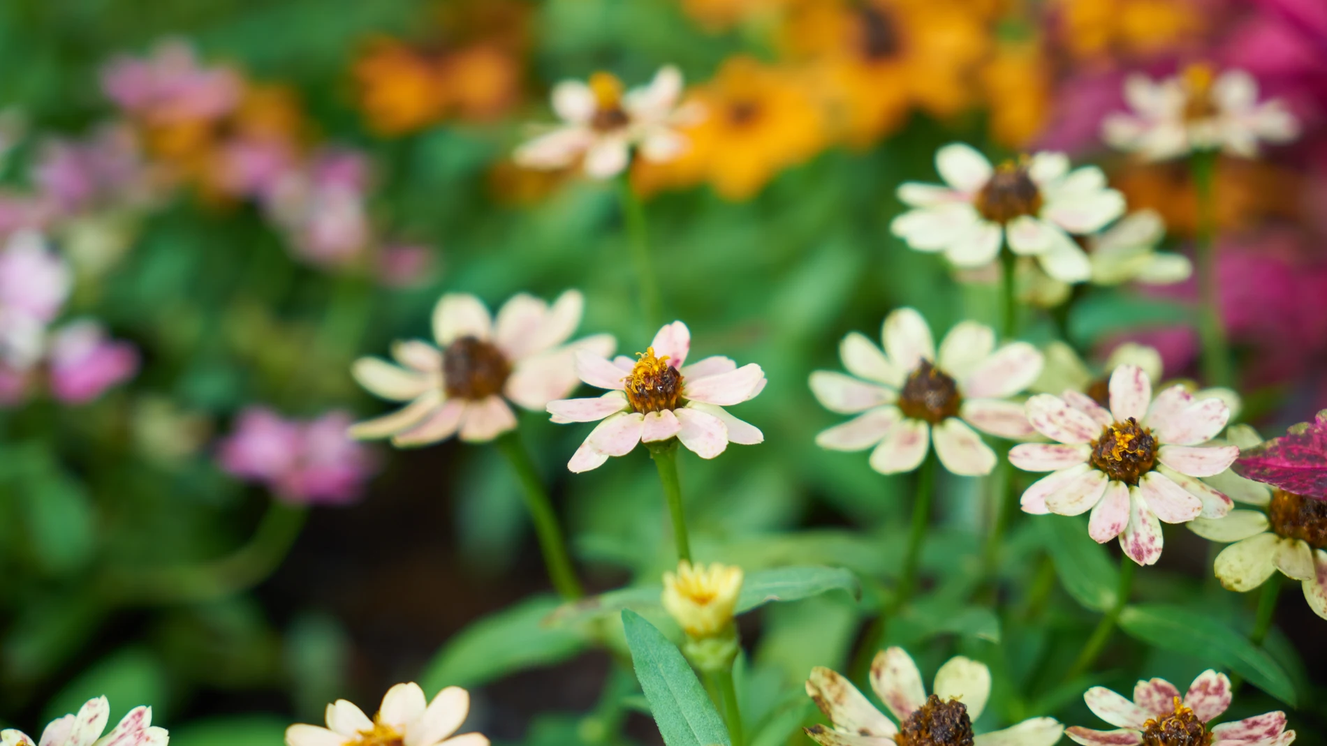 He retired nine years ago and together with other pensioners transformed an abandoned piece of land into a botanical garden that the entire town visits today.