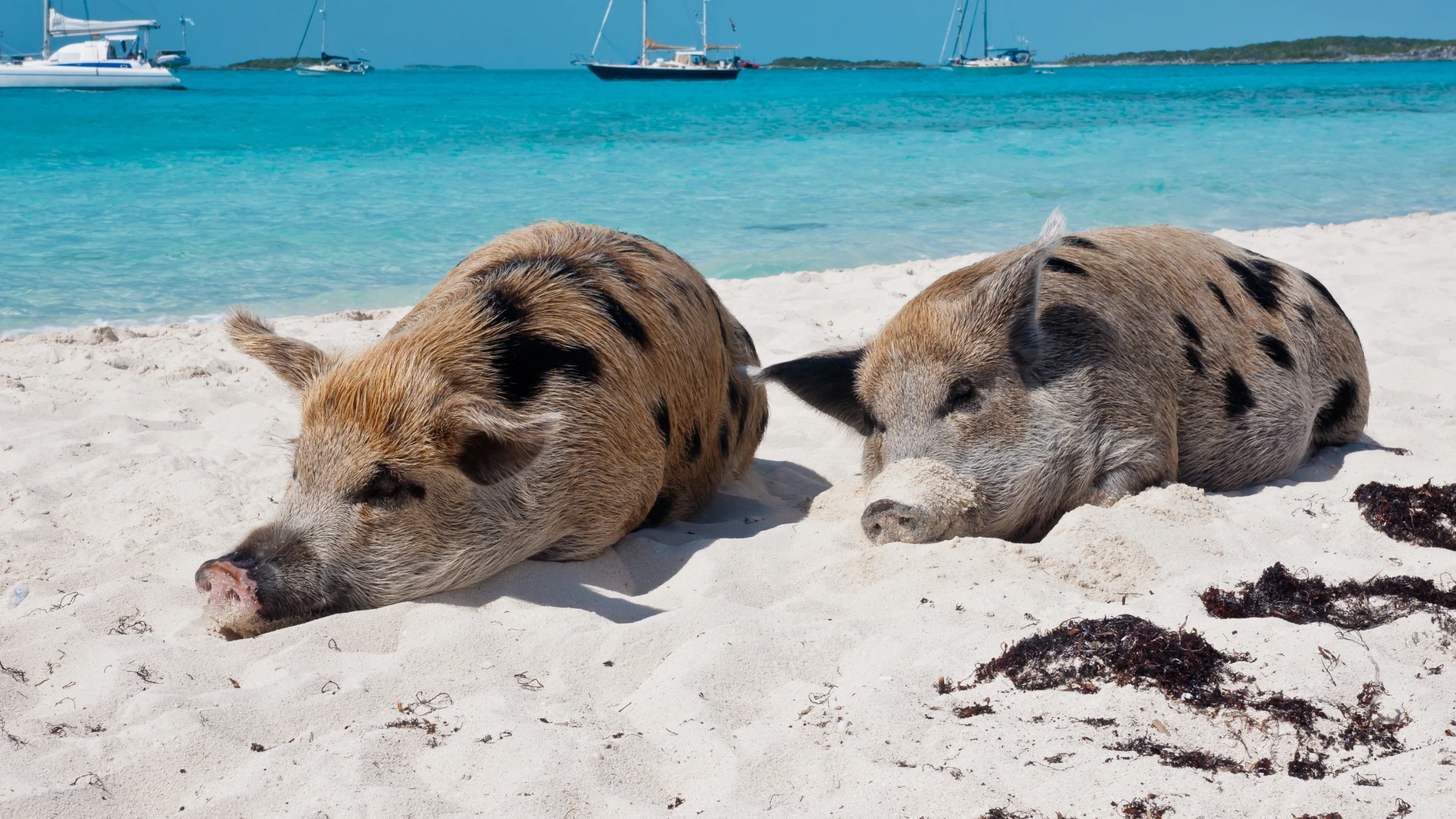 In 1807 they left pigs on an uninhabited island; Almost 200 years later there were still descendants alive before the wild population was eradicated