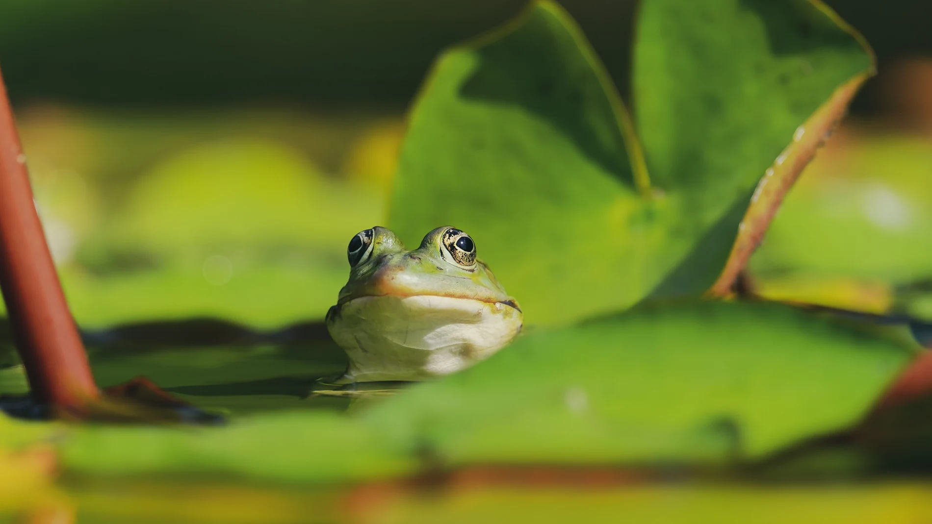 In 2017, a teenager created a pond in her garden; Almost a decade later, environmentalists could not believe what lived there