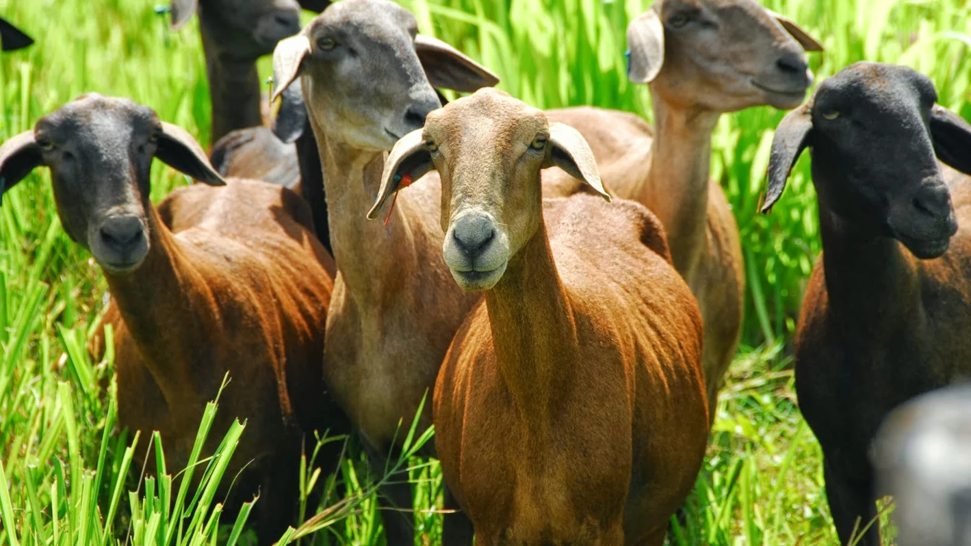 More than a century ago they left goats on an island; When their population reached 10,000 they had to eradicate them due to the damage they caused.