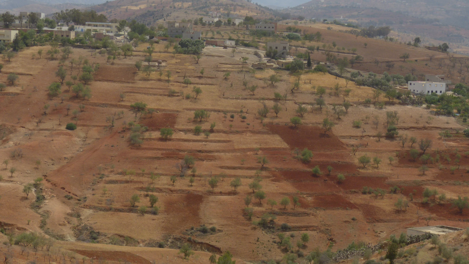 Beldía, the cannabis with which the Rif wants to get out of illegality