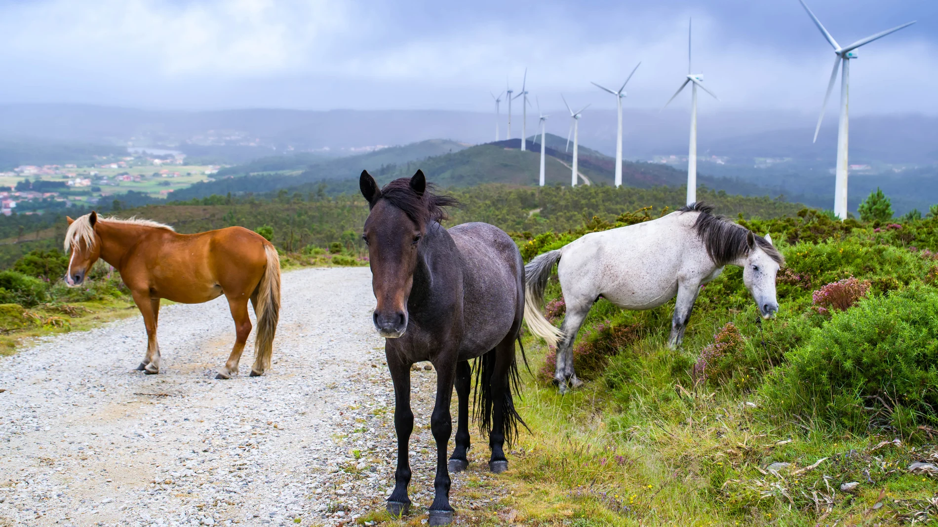 Naturgy is committed to repowering its wind farms