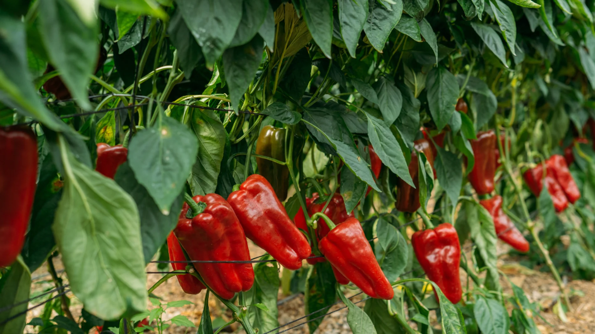 Spain produces 1.5 million tons of pepper, but 95% of those it imports come from Morocco