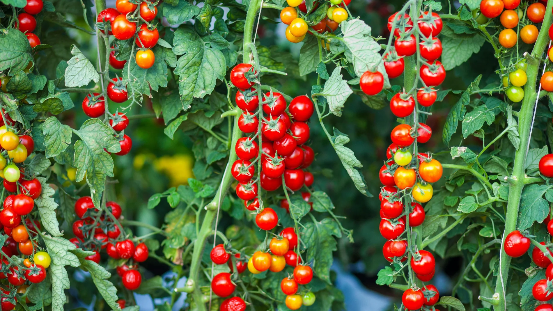 Spanish farmers plant fewer cherry tomatoes and point to Morocco: their prices put pressure on the field